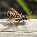 20230618 0982CPw [D~LIP] Haus-Feldwespe (Polistes dominula), Bad Salzuflen