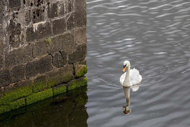 Mute Swan