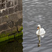 Mute Swan