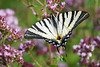 Ein Segelfalter in seiner ganzen Pracht - A sail swallowtail in its full splendor