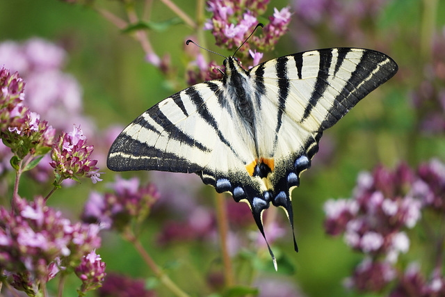 Ein Segelfalter in seiner ganzen Pracht - A sail swallowtail in its full splendor