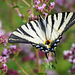 Ein Segelfalter in seiner ganzen Pracht - A sail swallowtail in its full splendor