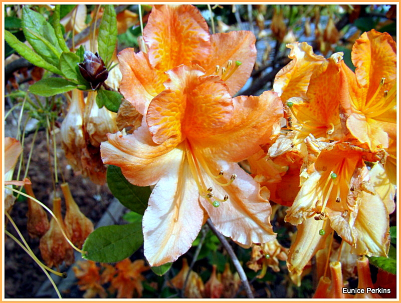 Orange Azalea