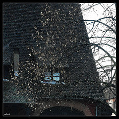 pépites d'or sur une toiture d'Alsace