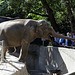 Elefantenfüttern (Hagenbeck)