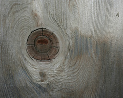 l'oeil de l'arbre / eye of the tree
