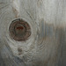 l'oeil de l'arbre / eye of the tree