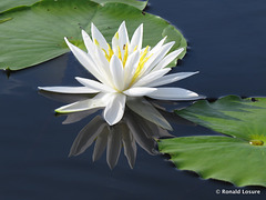 Water lily on Bluff Lake
