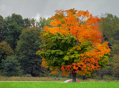 Sugar maple