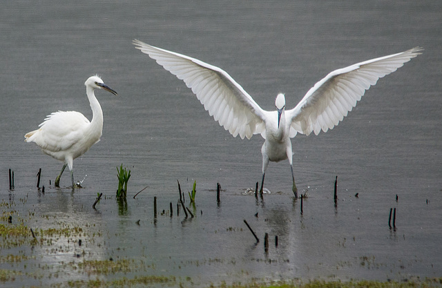 Egrets 6at Burton Wetlands