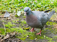 Stock dove (1)