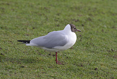 Blackheaded seagull EF7A9778