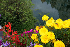 Farbdominanzen Farbdominanzen