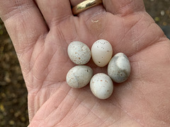 A clutch of tiny eggs in an abandoned nest displaced by gales some months ago: what bird laid them?