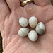 A clutch of tiny eggs in an abandoned nest displaced by gales some months ago: what bird laid them?