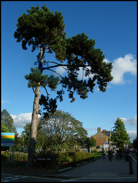 lonesome pine at Manzil Way