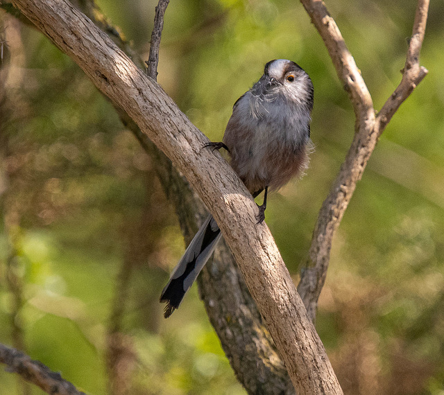 Long tailed tit