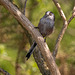 Long tailed tit