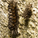 IMG 2402 Caterpillar