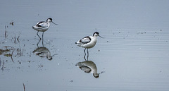 Avocets