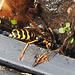 20230618 0983CPw [D~LIP] Haus-Feldwespe (Polistes dominula), Bad Salzuflen