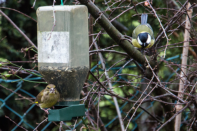 20141228 6145VRAw [D~RI] Grünfink [w] (Carduelis chloris), Kohlmeise (Parus major), Rinteln