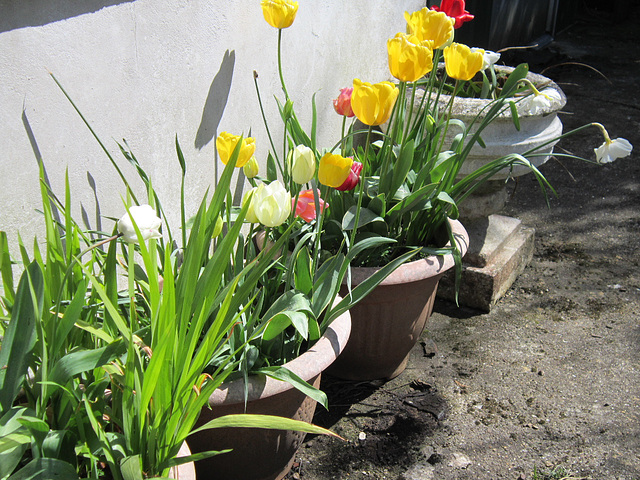 The new tulips against the porch