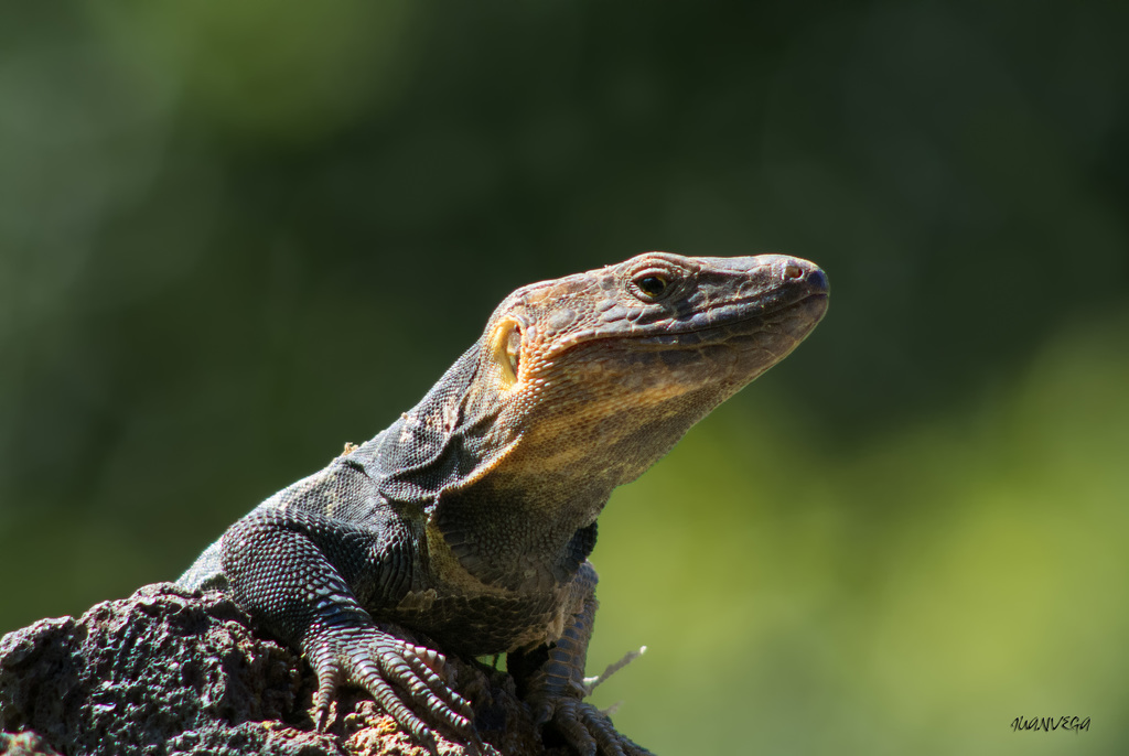 Lagarto
