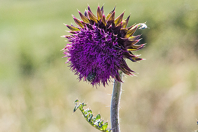 20170518 3315VRAw [A+H] Distel, Neusiedler See