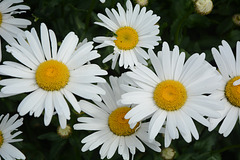 Argentina, El Chalten, Patagonia Flowers