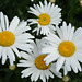 Argentina, El Chalten, Patagonia Flowers