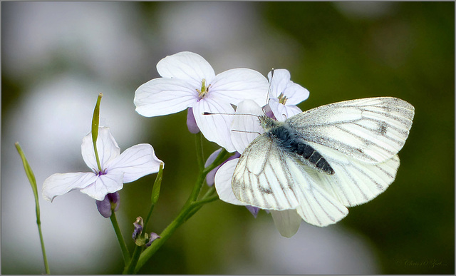 Green-veined White  ~ Klein geaderd witje (Pieris napi)...