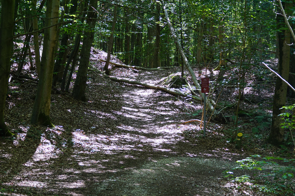 Waldwege im Hainholz