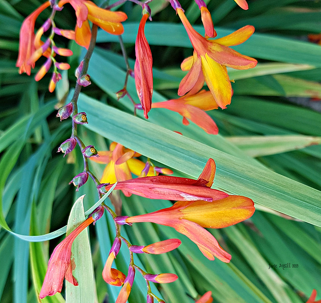 Crocosmia