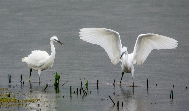 Egrets at Burton Wetlands