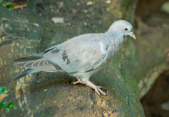 Stock dove (2)