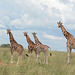 Uganda, Four Giraffes in the Savannah at Murchison Falls National Park