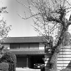 Ume tree by the gate