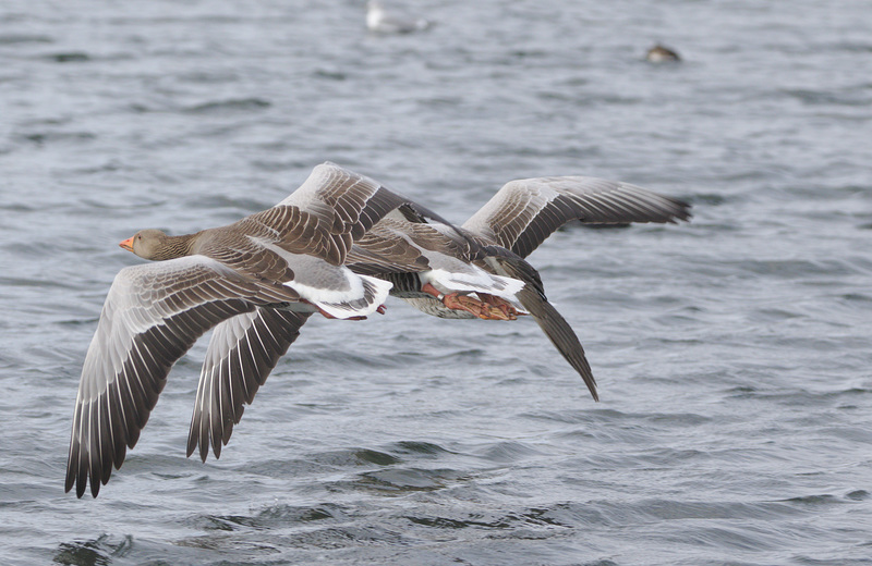 Greylag geese EF7A9787