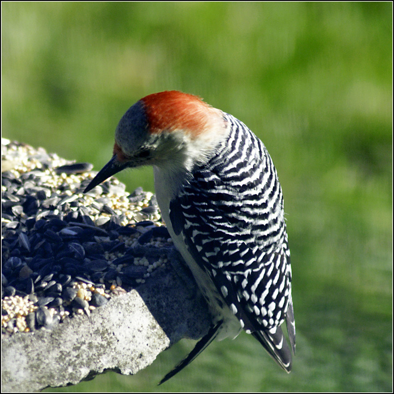 Red-Bellied Woodpecker