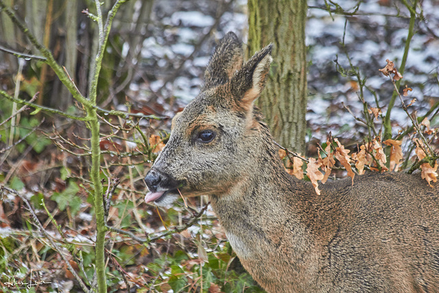 Ricke - in freier Wildbahn