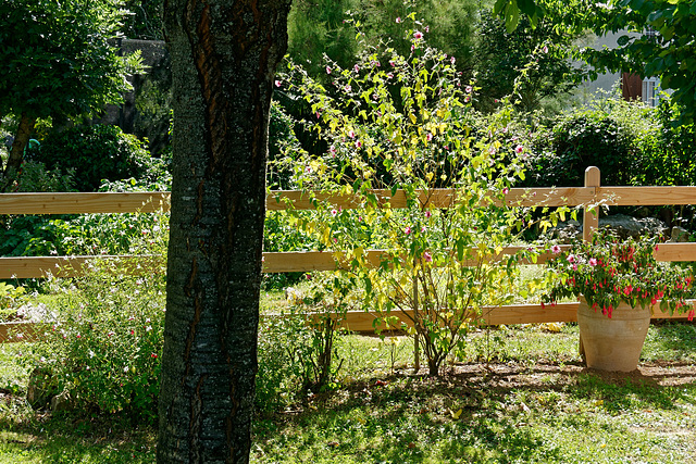 Le jardin ensoleillé