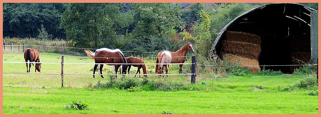 HFF--extra-Hangar Horses