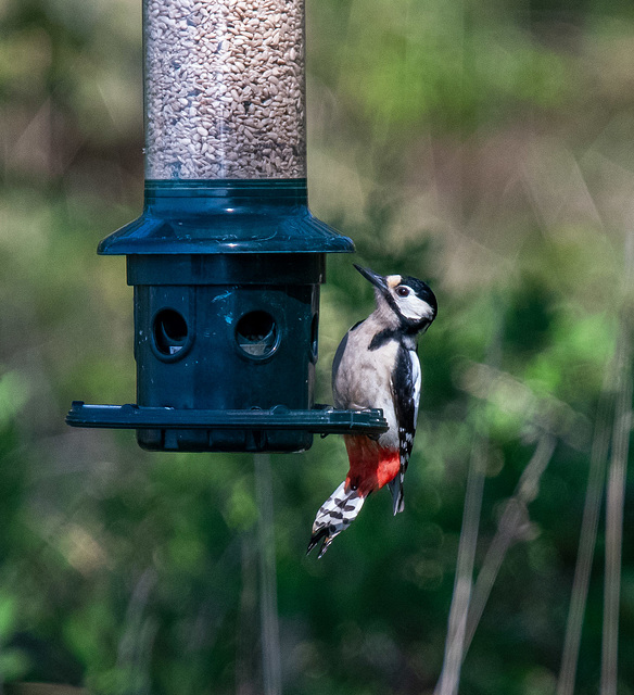 Great spotted woodpecker