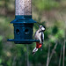 Great spotted woodpecker