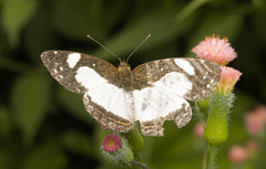 IMG 2408 Butterfly