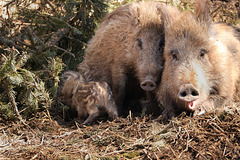 Mama und Papa Wildschwein kuscheln