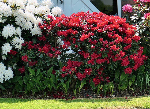 Rhododendronblüte