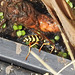 20230618 0984CPw [D~LIP] Haus-Feldwespe (Polistes dominula), Bad Salzuflen