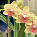 speckled orchids